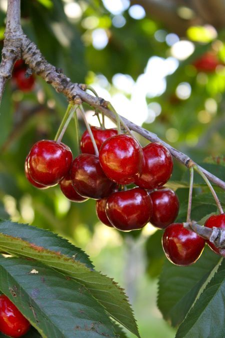 Cherry Plants — Browse 5 varieties